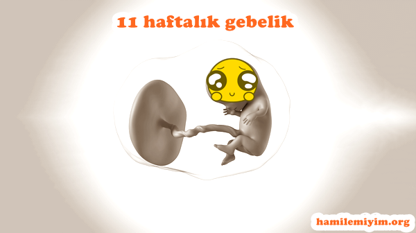 11 haftalik gebelik hakkinda bilinmesi gerekenler hamilemiyim forum