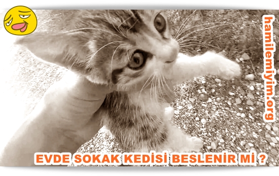 hangi kediler evde bakılabilir.jpg