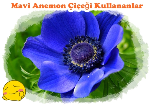 mavi anemon çiçeği.jpg