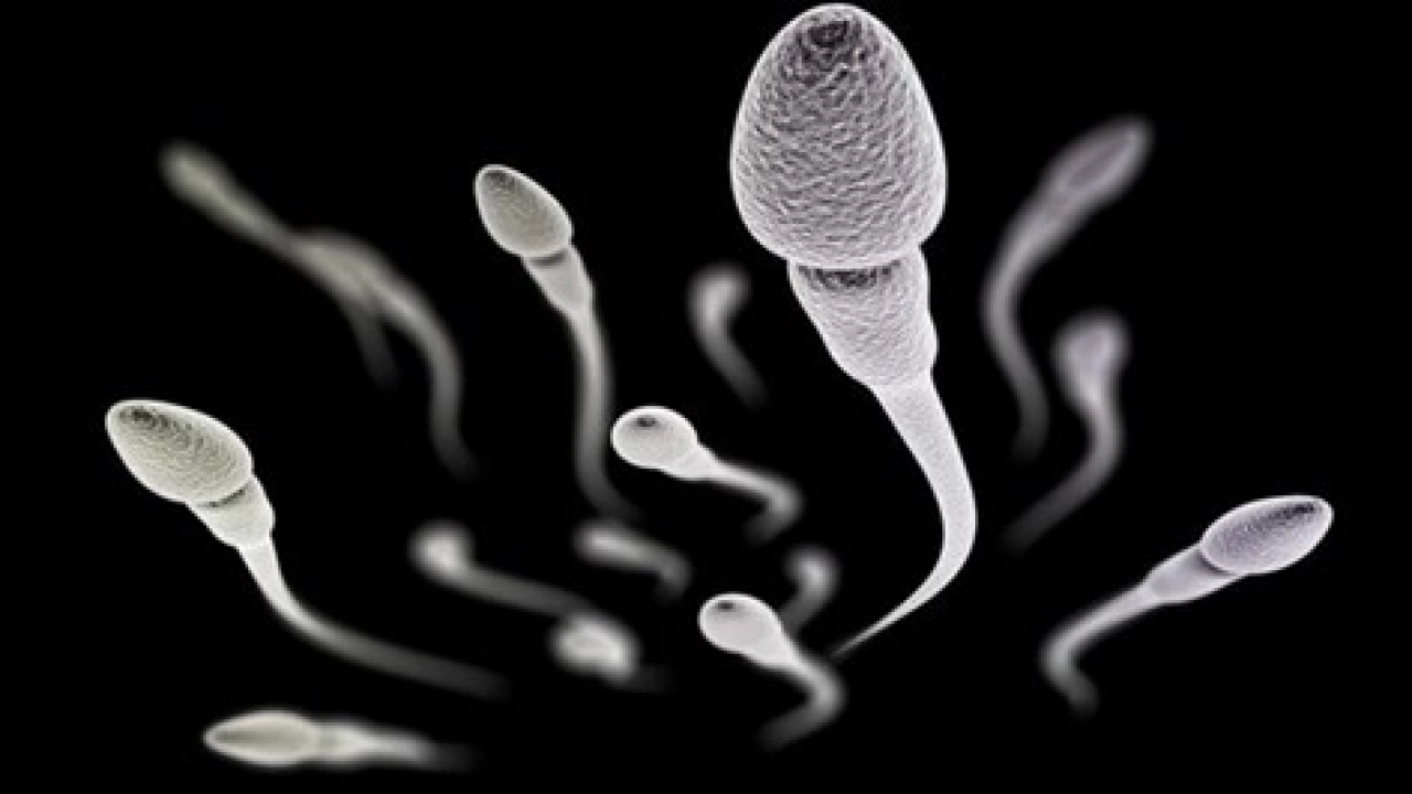 Sperm sayısını kalitesini artıran besinler