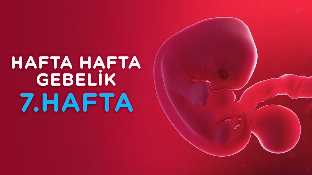 Gebelikte 7. hafta annedeki değişiklikler nelerdir ?