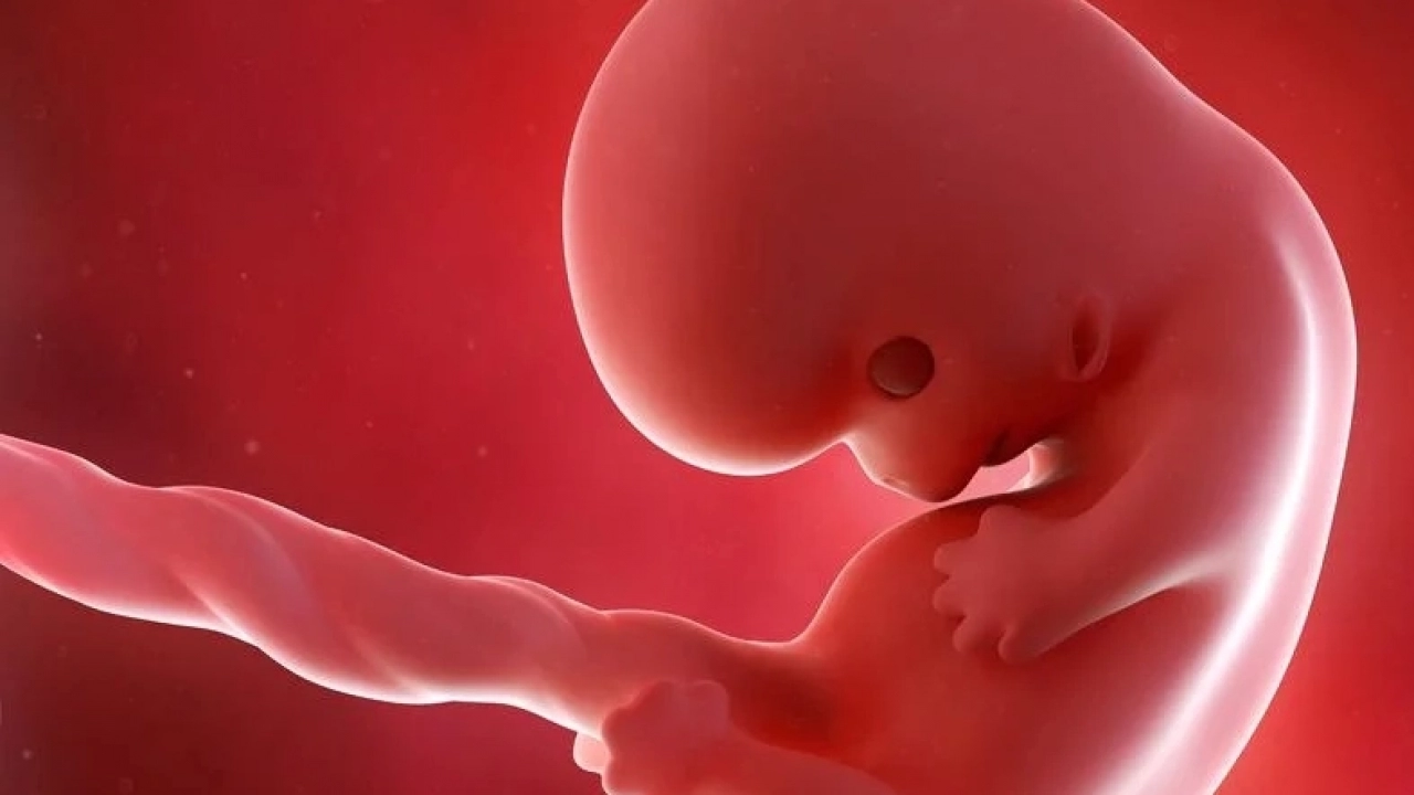 Gebelikte 8. Hafta belirtileri hamileliğin 8 haftasında bilmeniz gerekenler