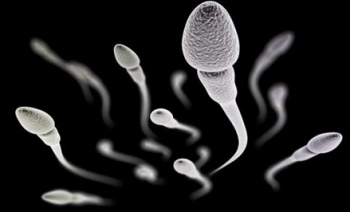 Sperm sayısını kalitesini artıran besinler