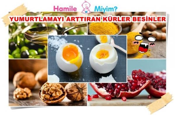çikolata kisti soğan kürü kullananlar
